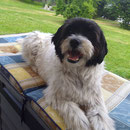 Buddy aus Willich