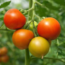 Bio-Saatgut (Gemüse, Kräuter, Blumen, Gründüngung, Raritäten)