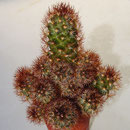 Mammillaria elongata cv. "COPPER KING"