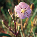 Leimkraut ssp. 