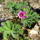Strauchpappel sp.
