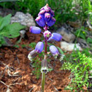 Traubenhyazinthe spp., Bellevalia hackerlii