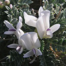 Vinzent Tragant spp. end. (astragalus vicentinus)