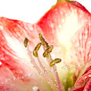 Amaryllis Nr.0343