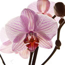 Blume Nr.0189