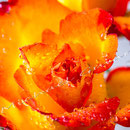 Rose 228 