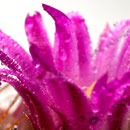 Kaktusblüte Nr.0026