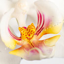 Orchidee Nr.0603