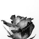 Rose 219