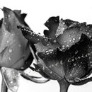 Rose 221