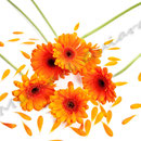 Gerbera Nr.0014
