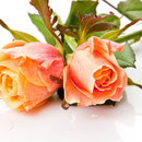 Blume Nr.0196