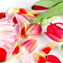 Tulpe Nr.0043