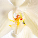 Orchidee Nr.0629