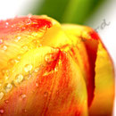 Tulpe Nr.0038