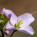 Blüten-Allgemein Nr.0568