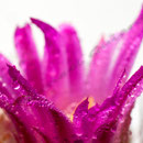Kaktusblüte Nr.0025