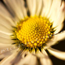 Blume Nr.0365