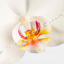 Orchidee Nr.0617