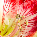 Amaryllis Nr.0406