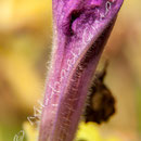 Blüten-Allgemein Nr.0562