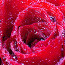 Blume Nr.0195