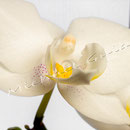 Orchidee Nr.0622