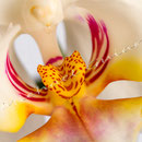 Orchidee Nr.0607