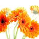 Gerbera Nr.0559