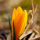 Krokus Nr.0024