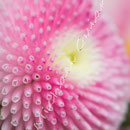 Blüten-Allgemein Nr.0578