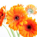Gerbera Nr.0560
