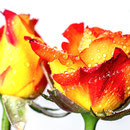 Rose 220