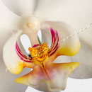 Orchidee Nr.0606