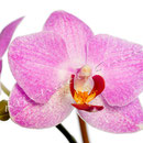 Orchidee Nr.0661