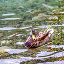 Plitvicer Seen Nr.0717