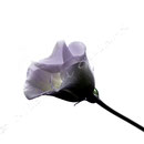 Blume Nr.0187