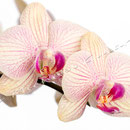 Orchidee Nr.0641
