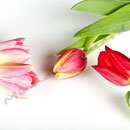 Tulpe Nr.0040