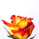 Rose 218