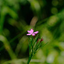 Blume Nr.0170