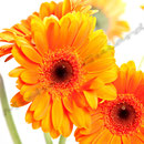 Gerbera Nr.0016