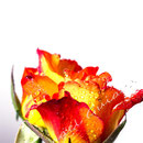 Rose 226