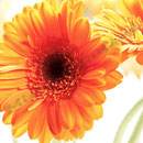 Gerbera Nr.0015