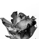 Rose 213
