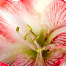 Amaryllis Nr.0348