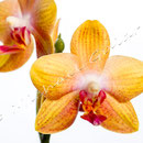 Orchidee Nr.0654