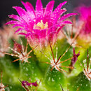 Kaktusblüte Nr.0028