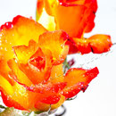 Rose 240