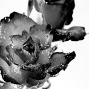 Rose 241